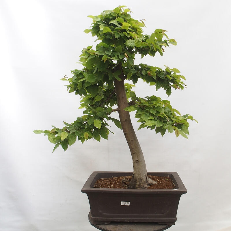 Bonsai zewnętrzne - Grab - Carpinus betulus