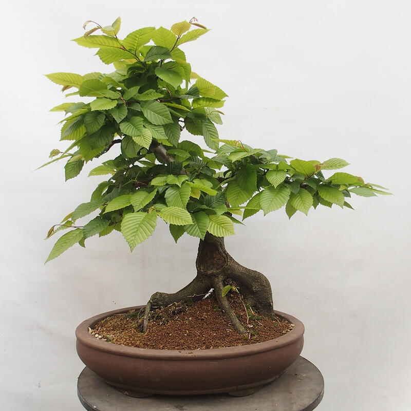 Bonsai zewnętrzne - Grab - Carpinus betulus