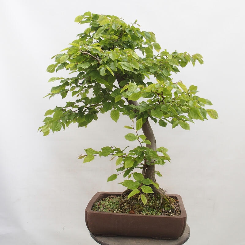 Bonsai zewnętrzne - Grab - Carpinus betulus