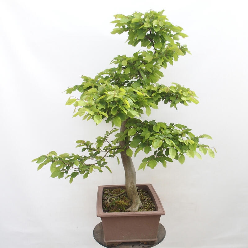 Bonsai zewnętrzne - Grab - Carpinus betulus