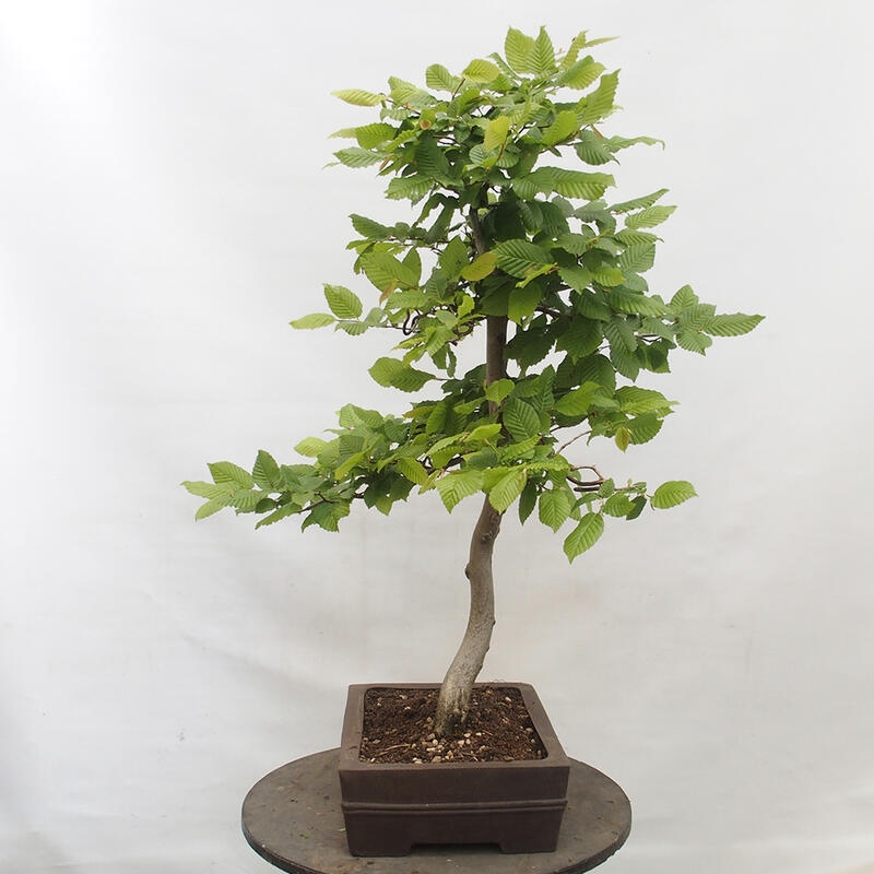 Bonsai zewnętrzne - Grab - Carpinus betulus