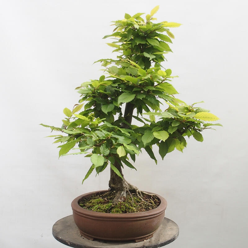 Bonsai zewnętrzne - Grab - Carpinus betulus