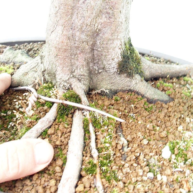 Bonsai zewnętrzne - Grab - Carpinus betulus