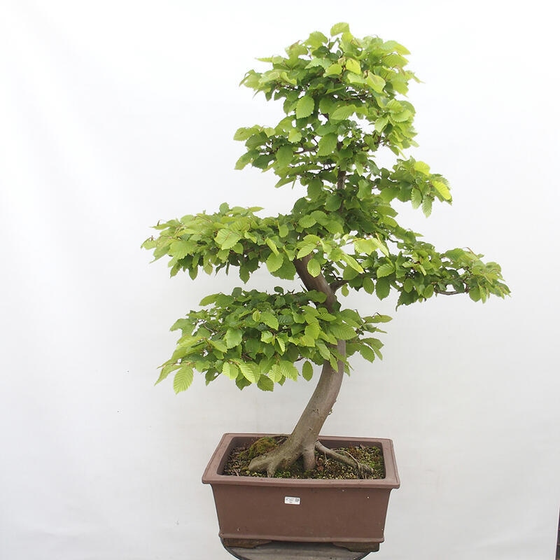 Bonsai zewnętrzne - Grab - Carpinus betulus