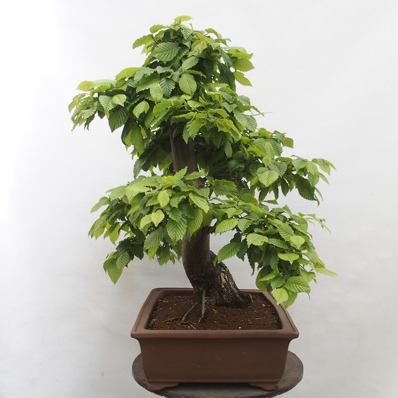 Bonsai zewnętrzne - Grab - Carpinus betulus