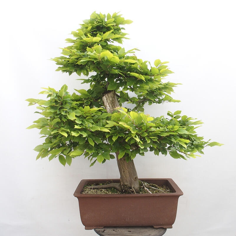 Bonsai zewnętrzne - Grab - Carpinus betulus