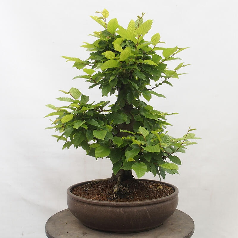 Bonsai zewnętrzne - Grab - Carpinus betulus