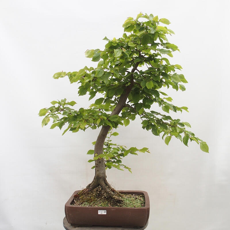 Bonsai zewnętrzne - Grab - Carpinus betulus