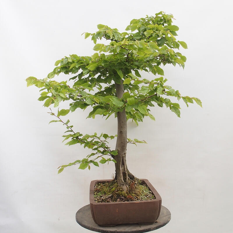 Bonsai zewnętrzne - Grab - Carpinus betulus