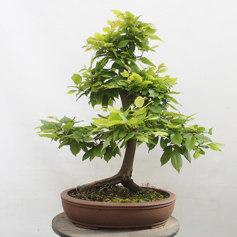 Bonsai zewnętrzne - Grab - Carpinus betulus