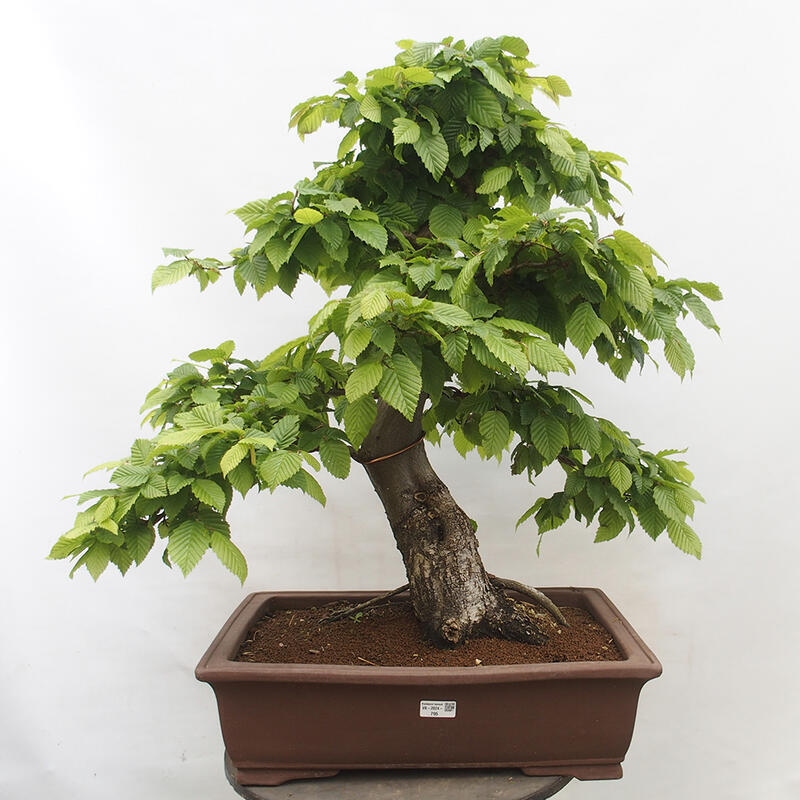 Bonsai zewnętrzne - Grab - Carpinus betulus