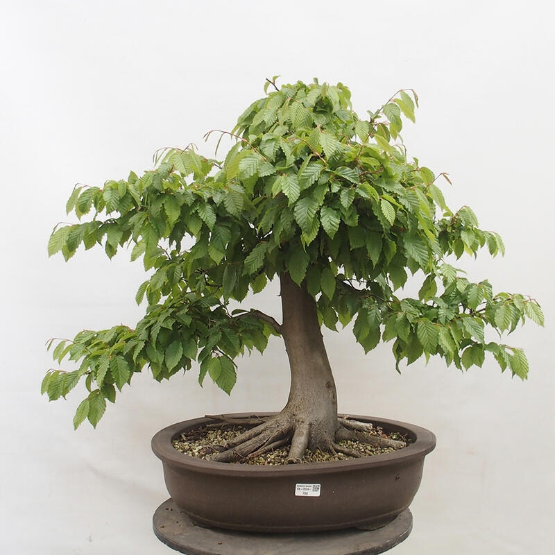 Bonsai zewnętrzne - Grab - Carpinus betulus