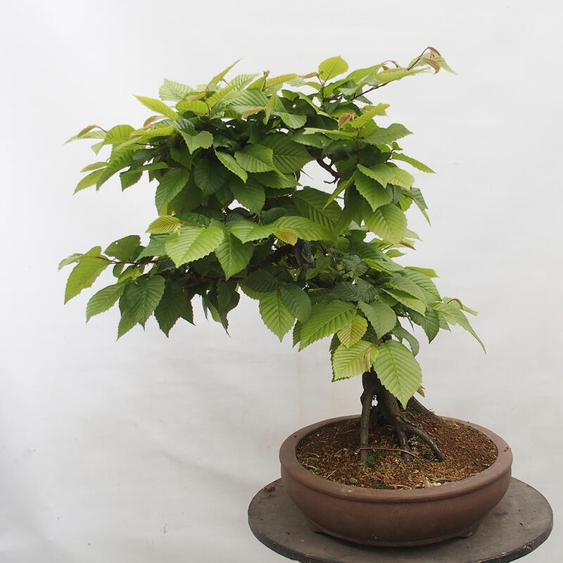 Bonsai zewnętrzne - Grab - Carpinus betulus