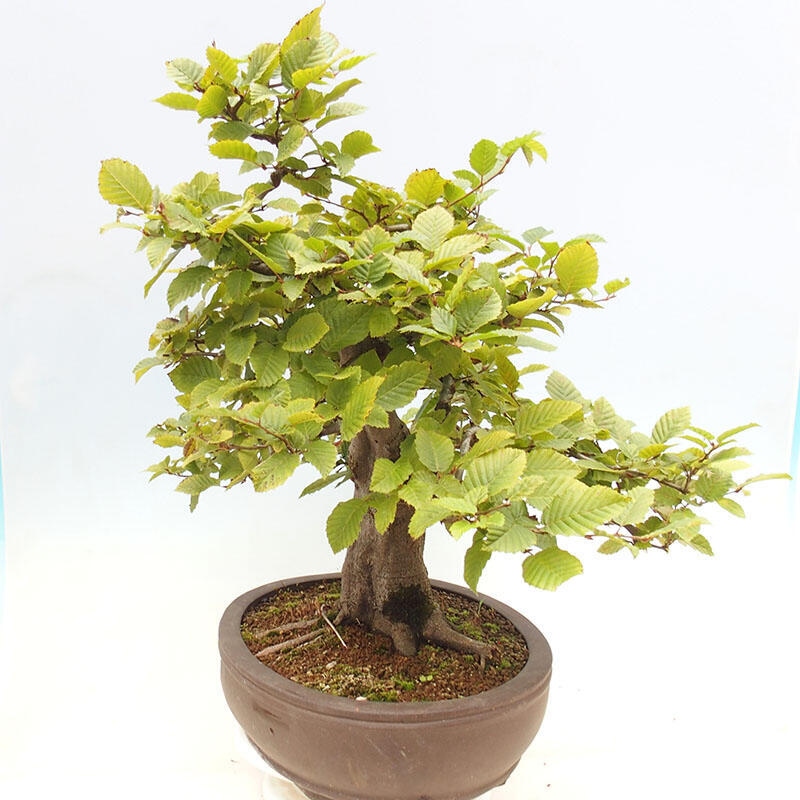 Bonsai zewnętrzne - Grab - Carpinus betulus