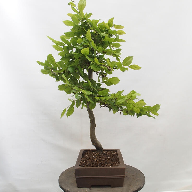 Bonsai zewnętrzne - Grab - Carpinus betulus