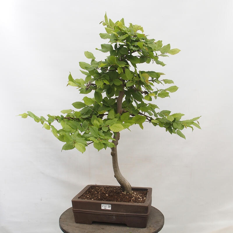 Bonsai zewnętrzne - Grab - Carpinus betulus