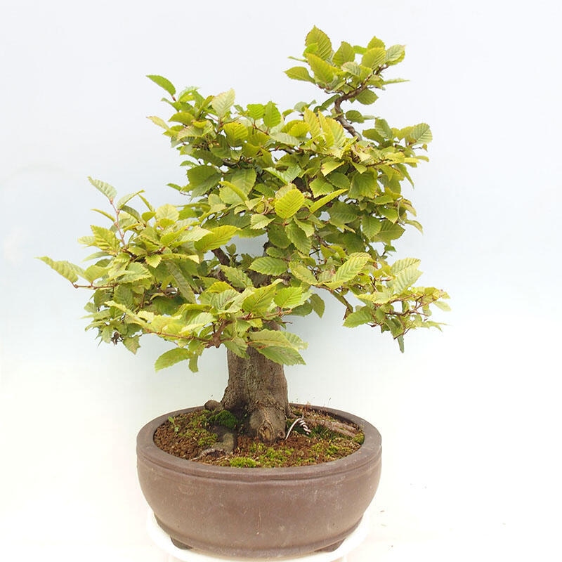 Bonsai zewnętrzne - Grab - Carpinus betulus