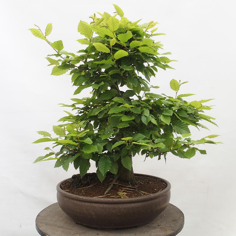 Bonsai zewnętrzne - Grab - Carpinus betulus