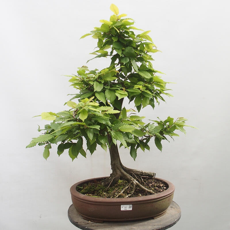 Bonsai zewnętrzne - Grab - Carpinus betulus