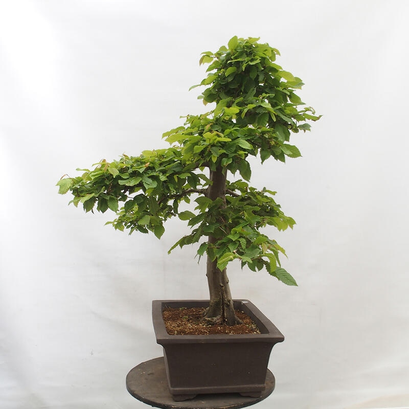 Bonsai zewnętrzne - Grab - Carpinus betulus