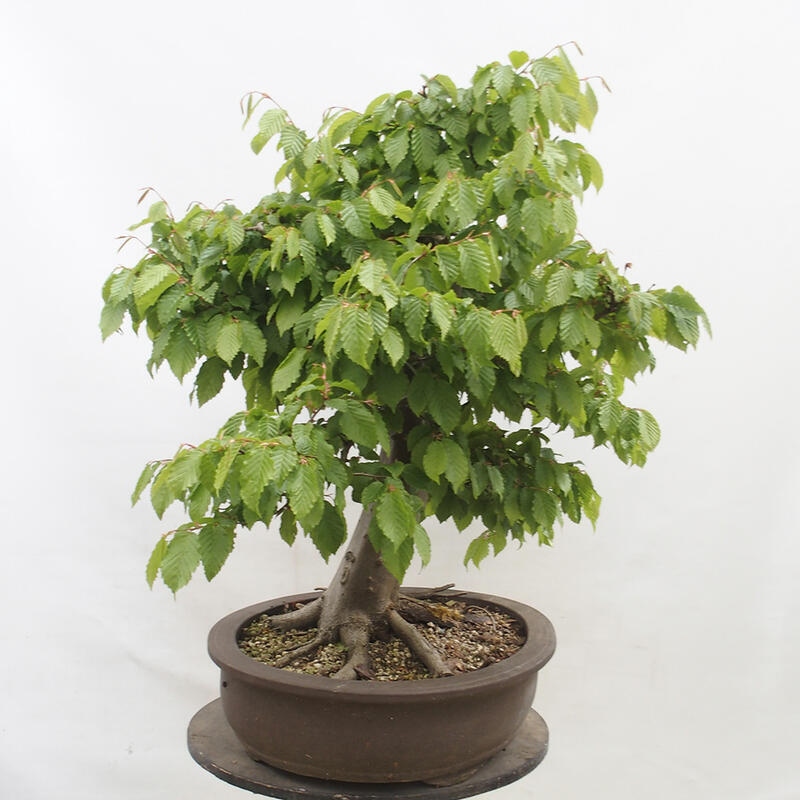 Bonsai zewnętrzne - Grab - Carpinus betulus