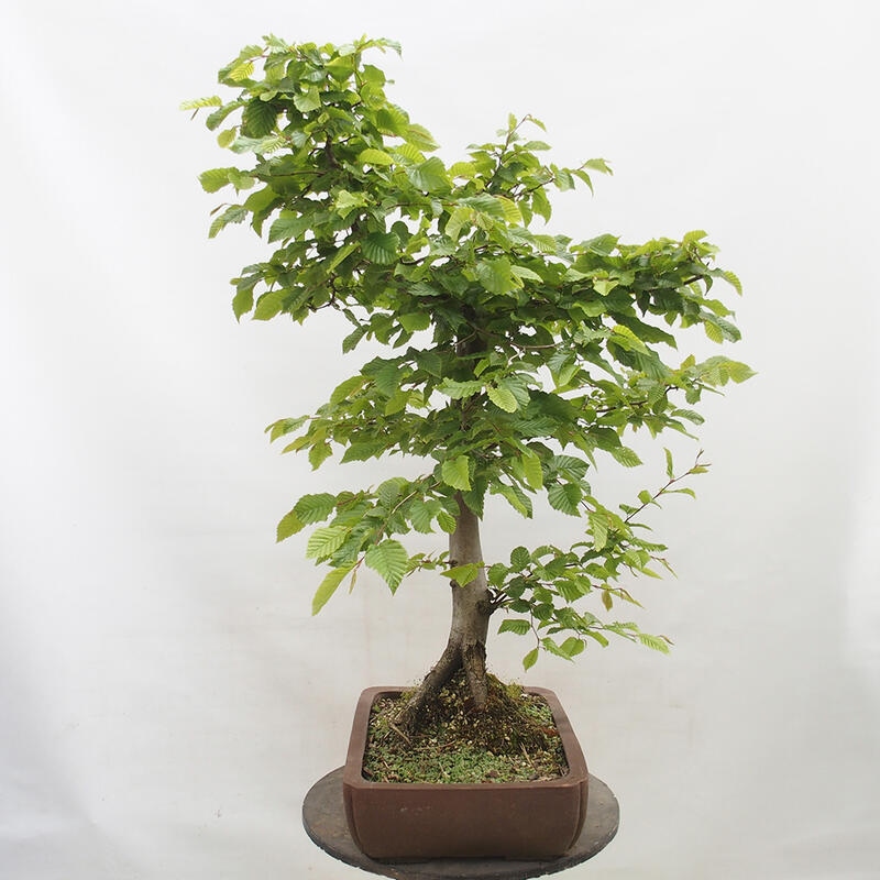 Bonsai zewnętrzne - Grab - Carpinus betulus