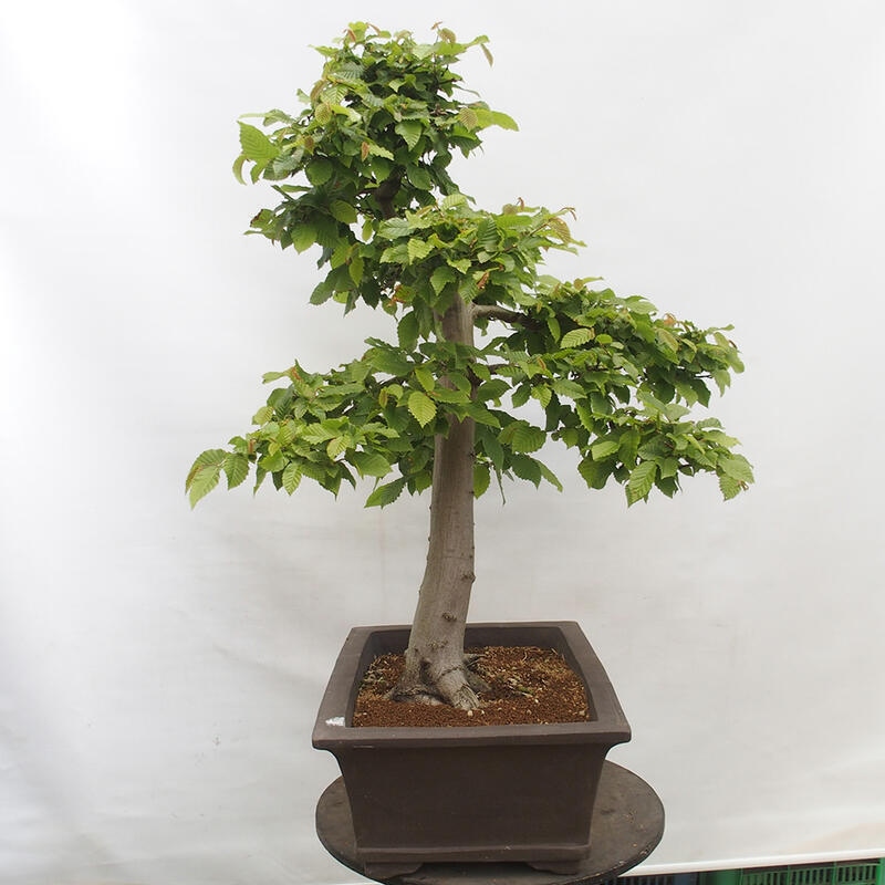 Bonsai zewnętrzne - Grab - Carpinus betulus