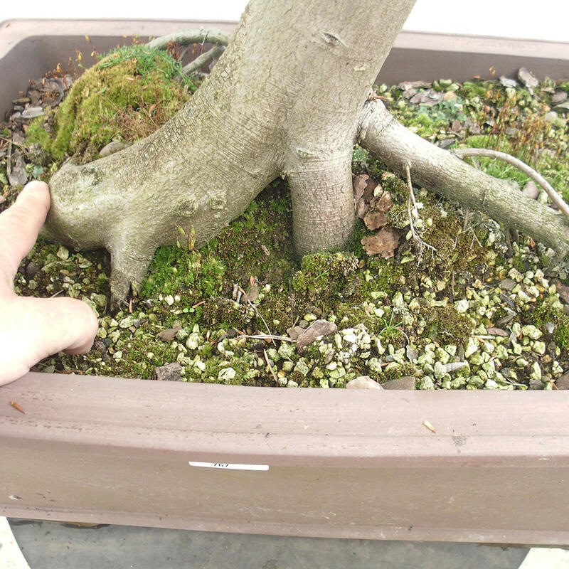 Bonsai zewnętrzne - Grab - Carpinus betulus