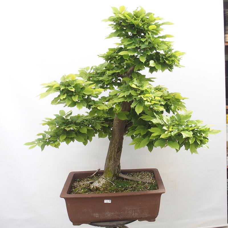 Bonsai zewnętrzne - Grab - Carpinus betulus