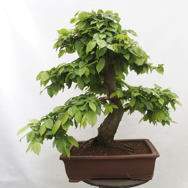 Bonsai zewnętrzne - Grab - Carpinus betulus