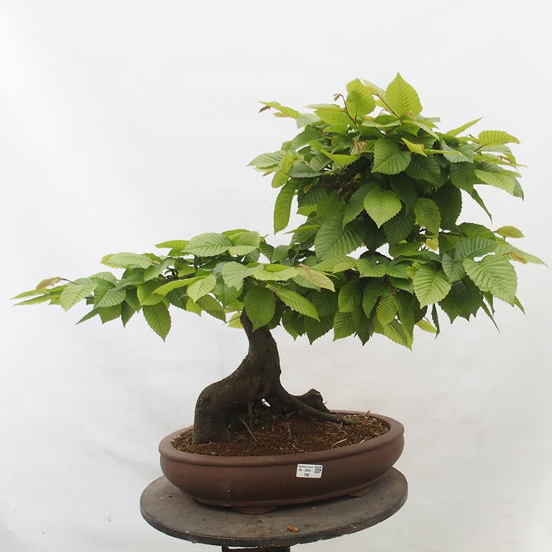 Bonsai zewnętrzne - Grab - Carpinus betulus