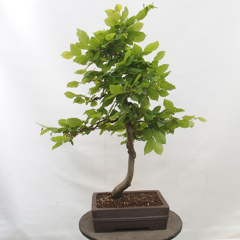 Bonsai zewnętrzne - Grab - Carpinus betulus