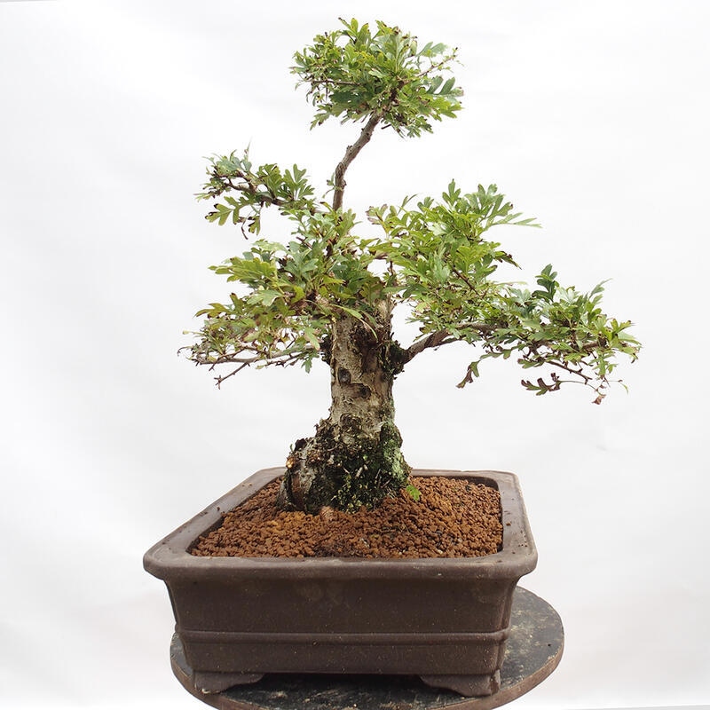 Bonsai zewnętrzne - Głóg - Crataegus monogyna