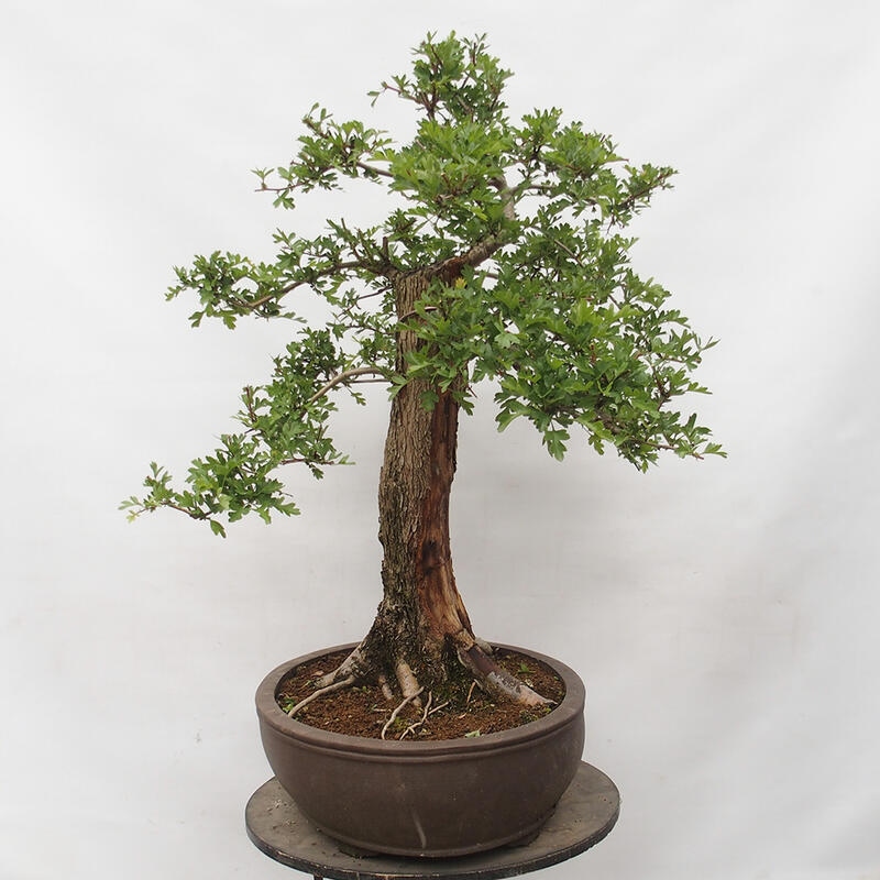 Bonsai zewnętrzne - Głóg - Crataegus monogyna