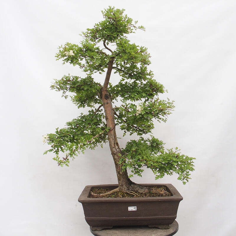 Bonsai zewnętrzne - Głóg - Crataegus monogyna