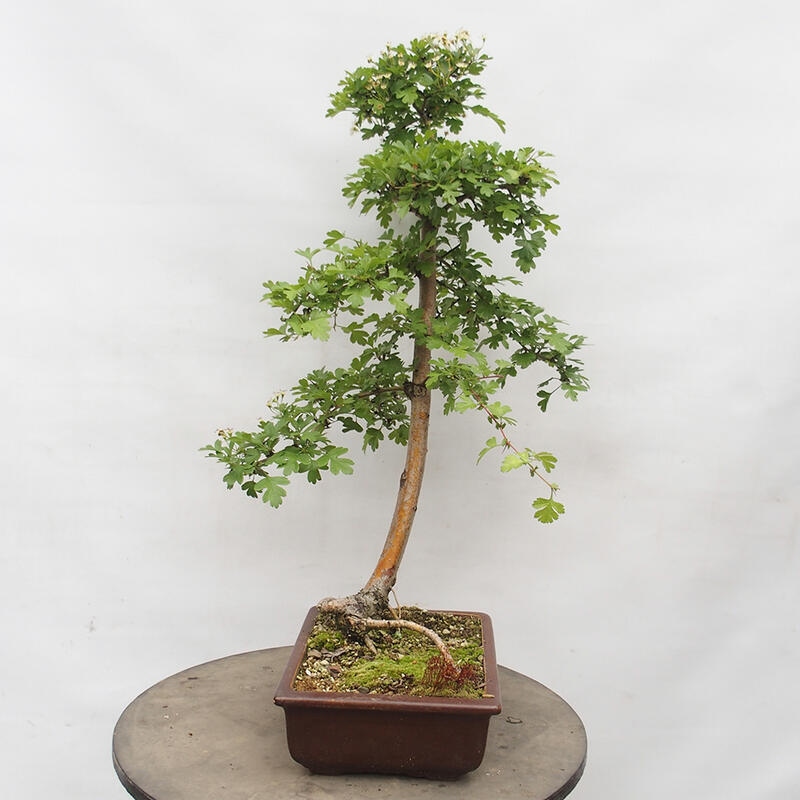 Bonsai zewnętrzne - Głóg - Crataegus monogyna