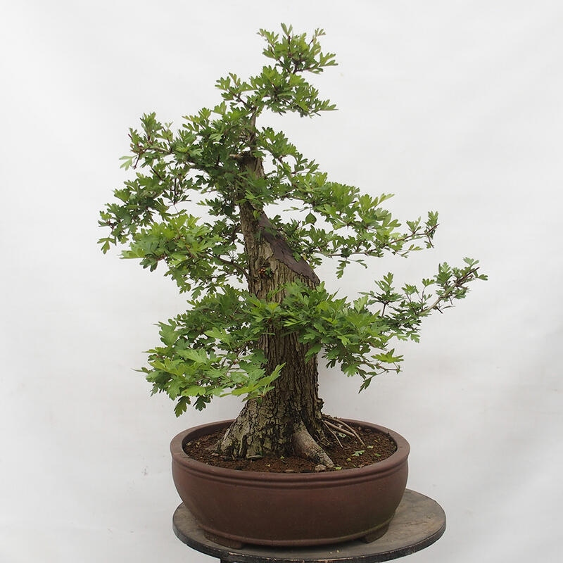 Bonsai zewnętrzne - Głóg - Crataegus monogyna