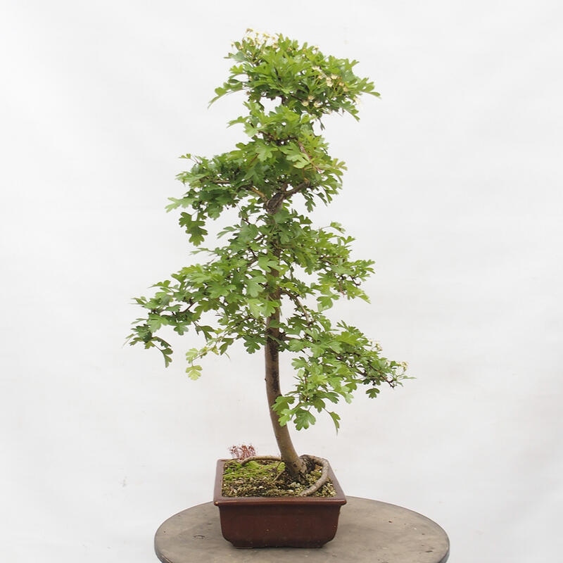 Bonsai zewnętrzne - Głóg - Crataegus monogyna