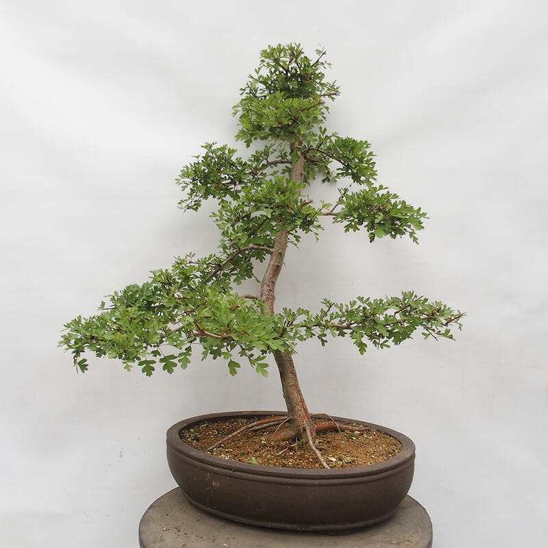 Bonsai zewnętrzne - Głóg - Crataegus monogyna