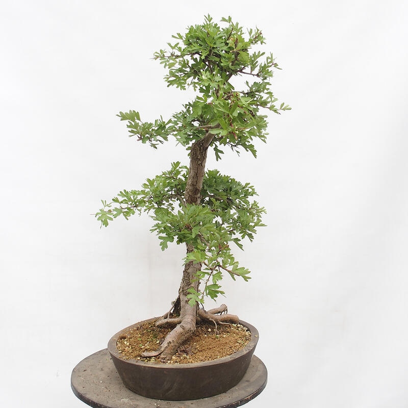 Bonsai zewnętrzne - Głóg - Crataegus monogyna