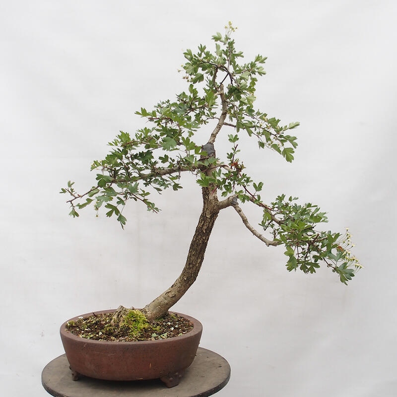 Bonsai zewnętrzne - Głóg - Crataegus monogyna