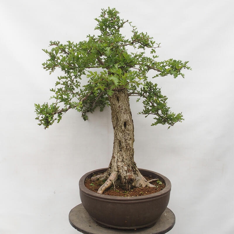 Bonsai zewnętrzne - Głóg - Crataegus monogyna