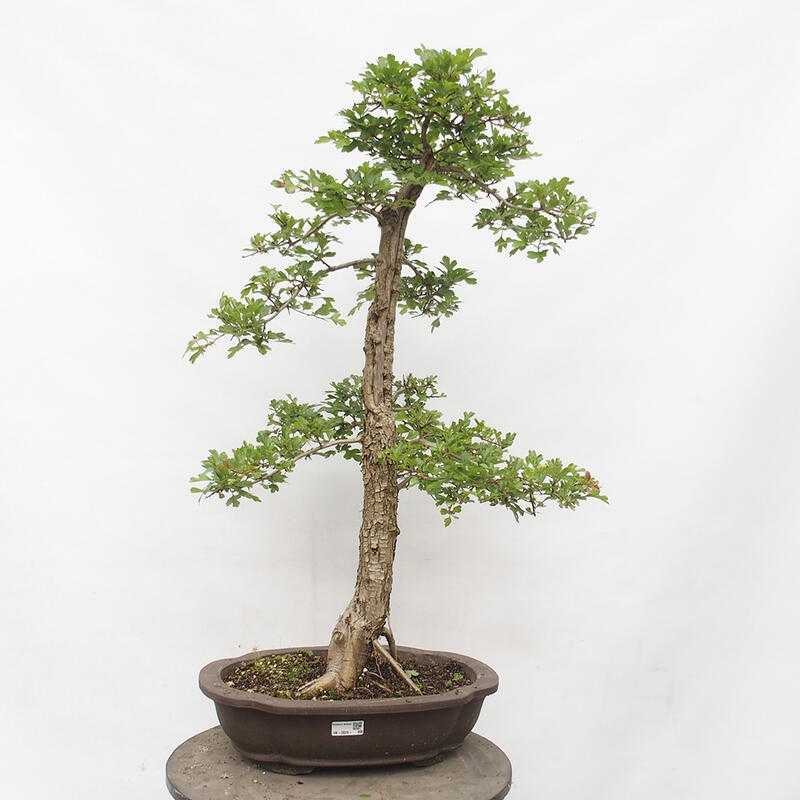 Bonsai zewnętrzne - Głóg - Crataegus monogyna