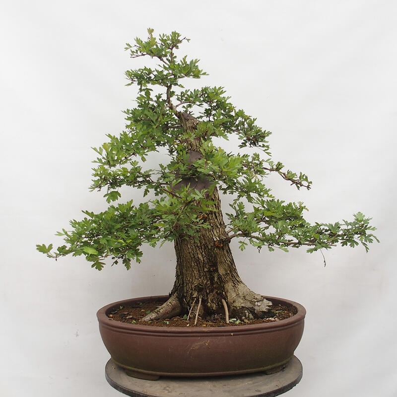 Bonsai zewnętrzne - Głóg - Crataegus monogyna