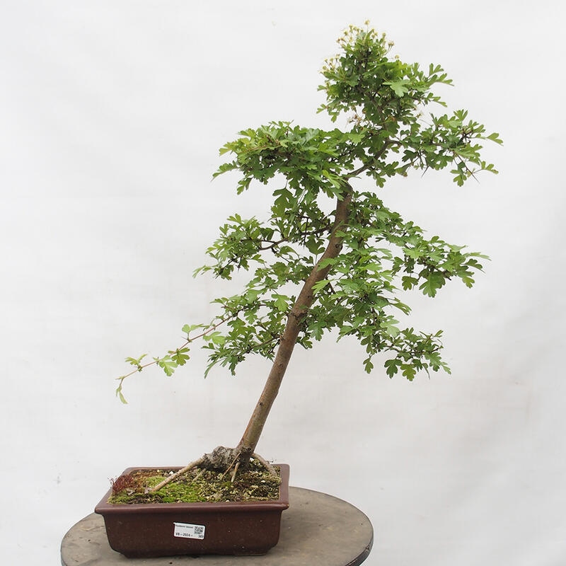 Bonsai zewnętrzne - Głóg - Crataegus monogyna