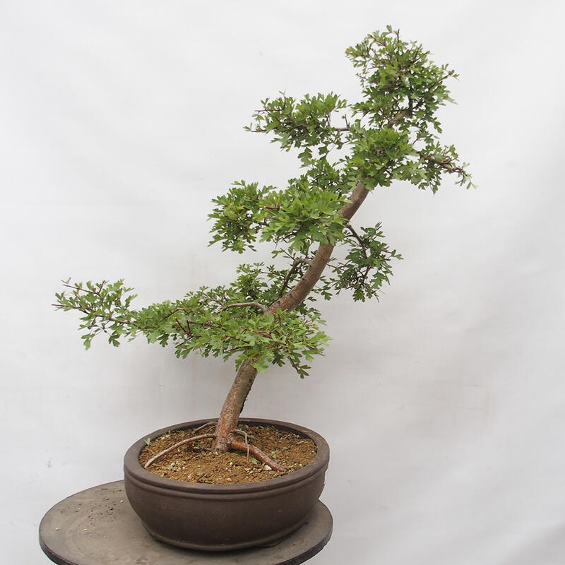 Bonsai zewnętrzne - Głóg - Crataegus monogyna