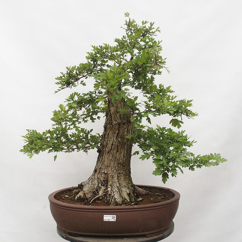 Bonsai zewnętrzne - Głóg - Crataegus monogyna