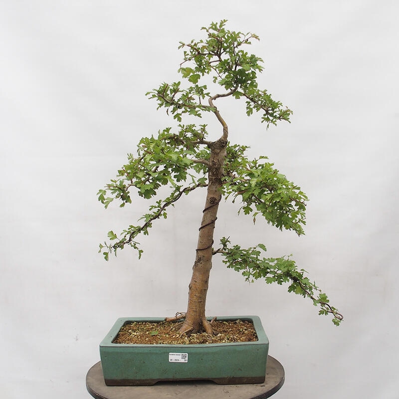 Bonsai zewnętrzne - Głóg - Crataegus monogyna