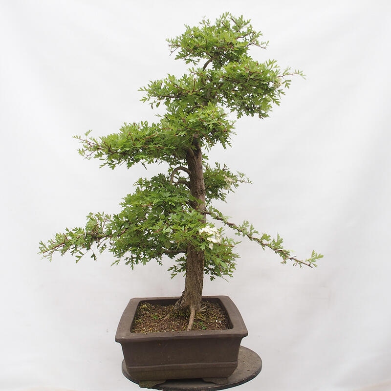 Bonsai zewnętrzne - Głóg - Crataegus monogyna