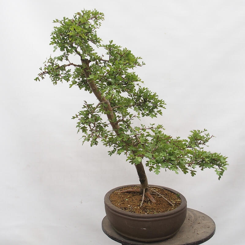 Bonsai zewnętrzne - Głóg - Crataegus monogyna